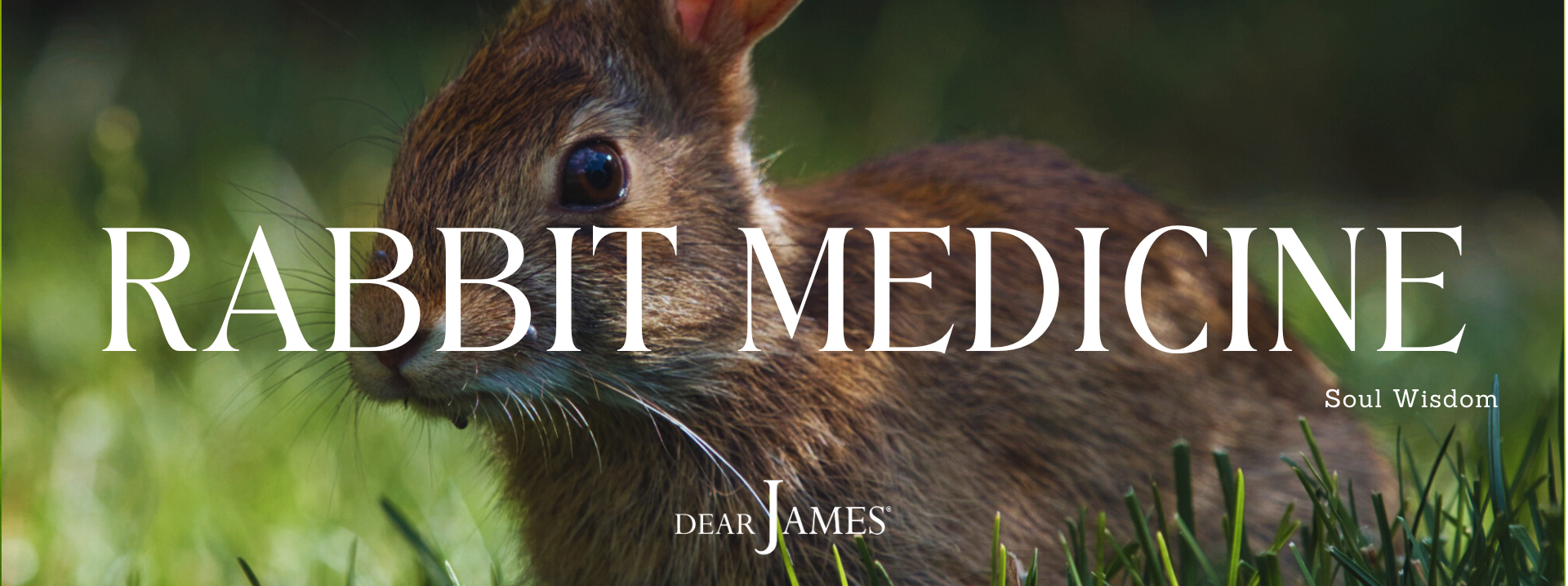 RABBIT MEDICINE