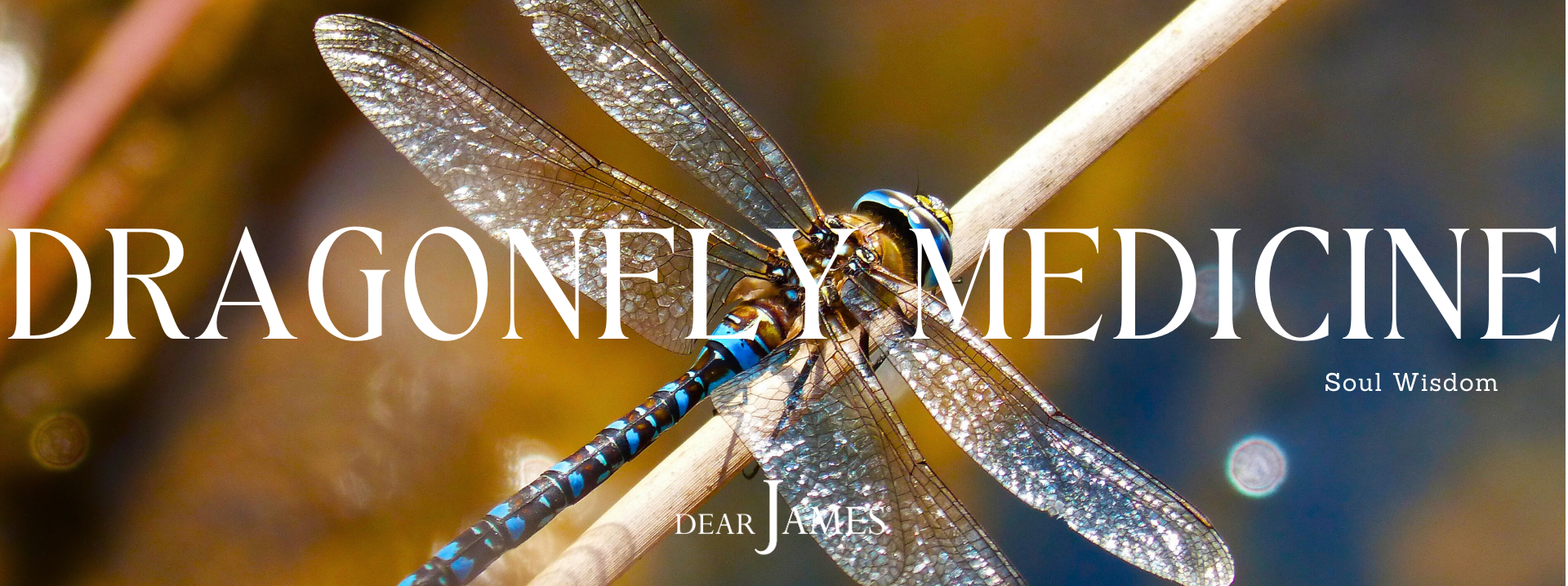 DearJames_dragonfly-medicine-soul-wisdom